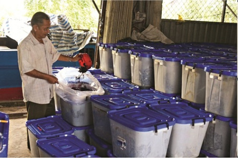 Khan hiếm nguồn nguyên liệu trái giác