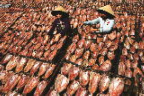 Trăn trở phát triển làng nghề