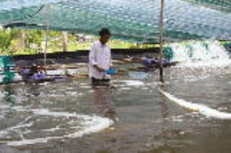 Cần có cái nhìn toàn diện về nuôi tôm siêu thâm canh