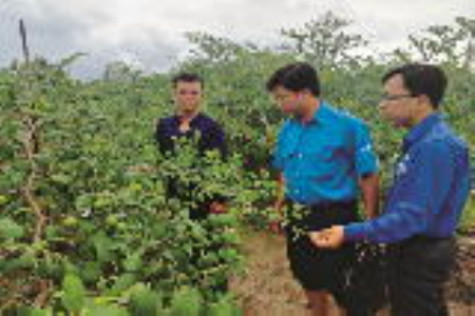 Làm giàu cùng nông dân trẻ Trần Minh Thuận