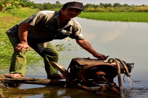 Chủ động vụ lúa trên đất nuôi tôm