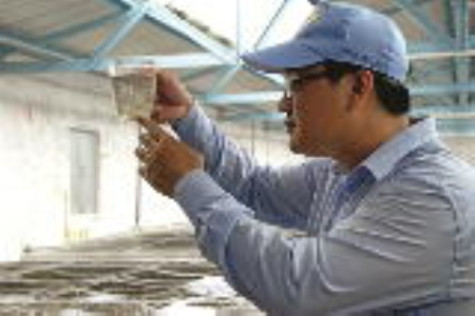 Mở rộng liên kết giúp nghề nuôi tôm phát triển bền vững