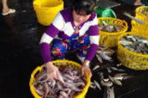 Ngư dân Rạch Gốc vào vụ cá khoai