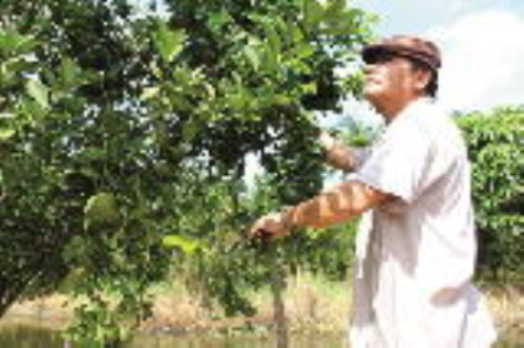 Ổn định cuộc sống nhờ cam sành