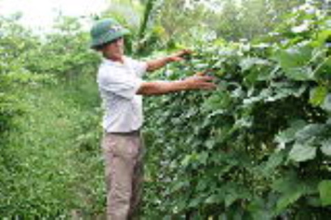 Khi tôm – màu cùng phát triển