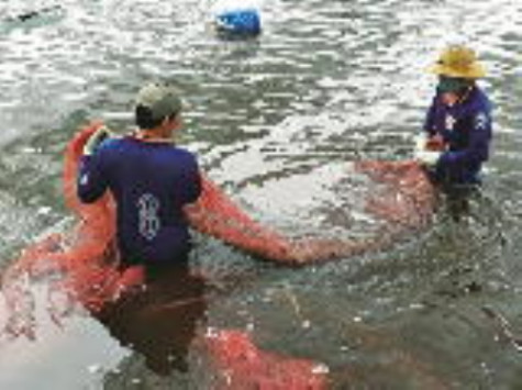 Không tăng “nóng” diện tích nuôi tôm siêu thâm canh