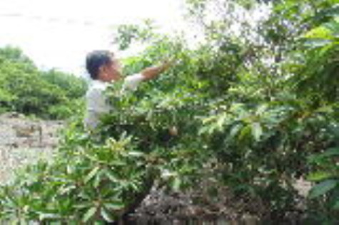 Khôi phục màu xanh trên đất mặn