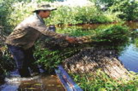 Bảo vệ màu xanh của rừng