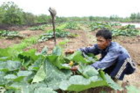 Khởi động vụ màu đông xuân