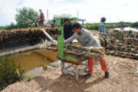 Cây mía lại lao đao