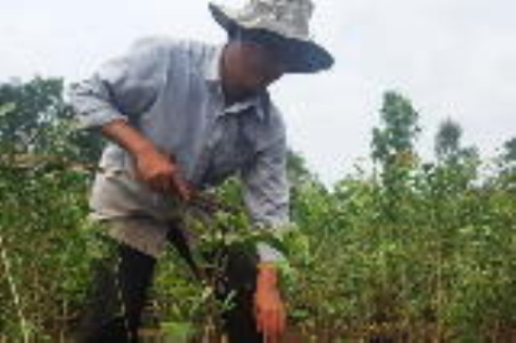 Tăng thu nhập dưới tán rừng
