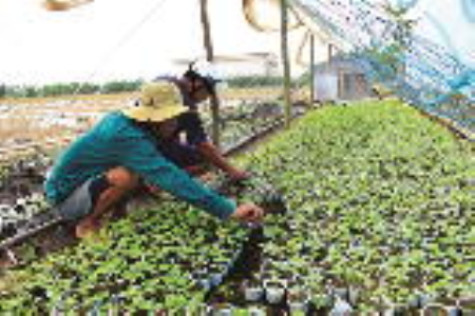 Vào vụ dưa hấu Tết