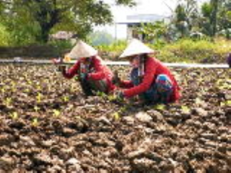 Chuẩn bị rau màu phục vụ Tết