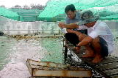Triển vọng mô hình nuôi tôm siêu thâm canh