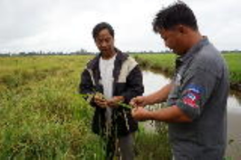 Nông dân chủ động cứu lúa sau bão