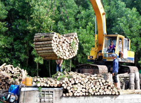 Chậm tiến độ lại sai sót trong cấp sổ đỏ đất lâm nghiệp