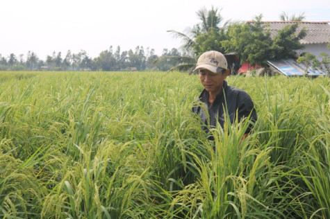 Nông dân Khánh Lâm phấn khởi vụ lúa trên đất nuôi tôm