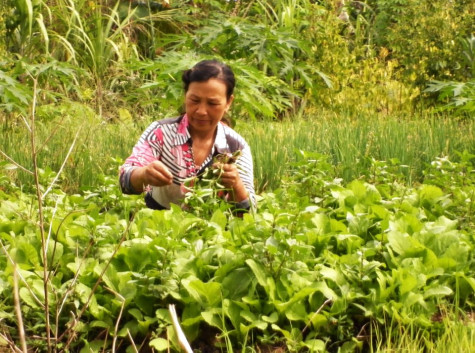 Nâng cao thu nhập từ đa canh