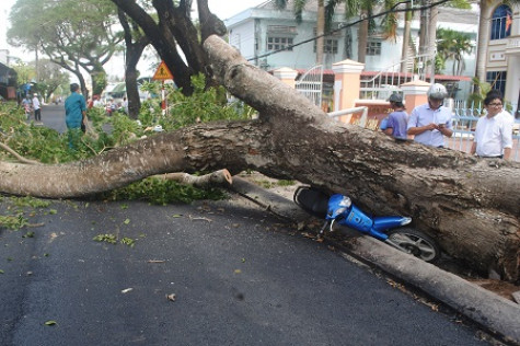 Cây bã đậu đổ, đè bẹp một xe gắn máy