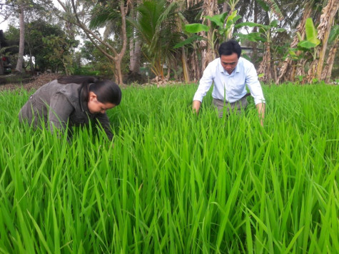 Xuất hiện rầy nâu hại lúa trên diện rộng