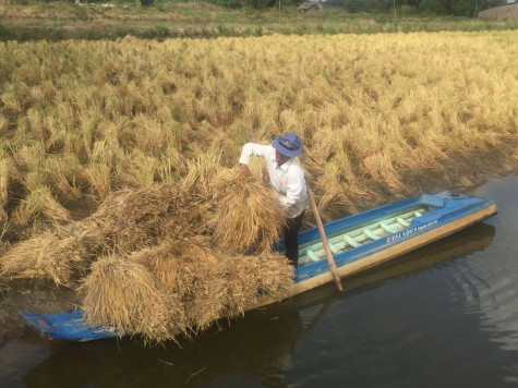 Tản mạn những mùa gặt...