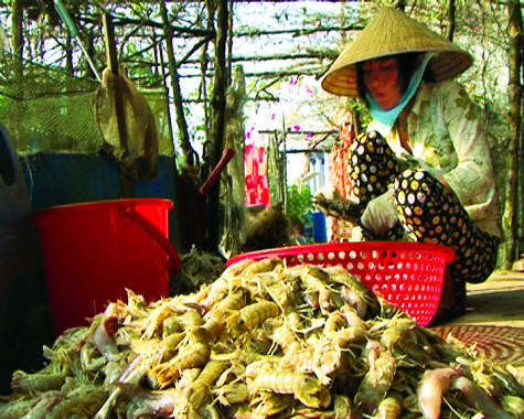 Nhộn nhịp nghề làm khô tôm tích