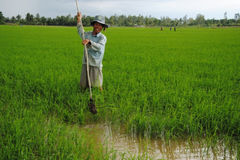 Thương lái đặt cọc lúa non