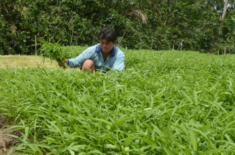 Sớm khắc phục cống Rạch Ráng,đảm bảo sản xuất cho người dân
