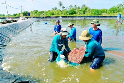 10 mô hình sản xuất hiệu quả cao