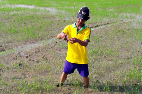 Nông dân trước nỗi lo lúa tạp