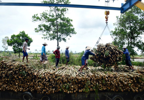 Sức sống dưới tán rừng
