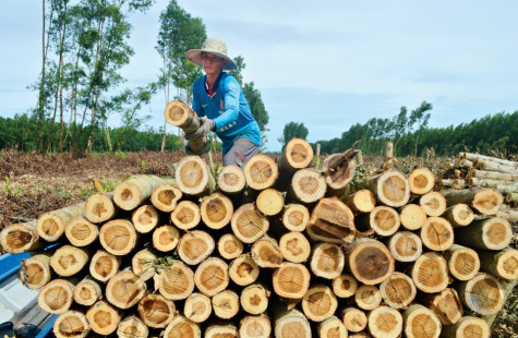 Khi đất rừng sinh lợi