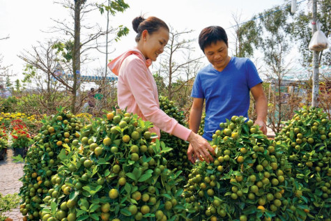 Sôi động thị trường hoa kiểng