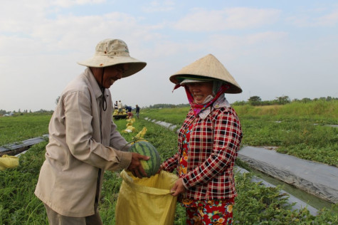 Dưa hấu trúng mùa, được giá