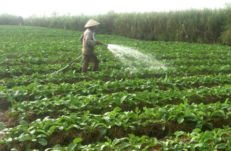 Thiếu lao động ở nông thôn