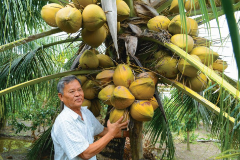 Màu xanh trên vùng chuyển dịch