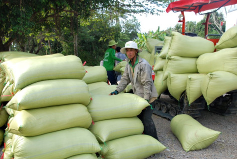 Kinh tế tập thể - "vai" cao, "vế" thấp