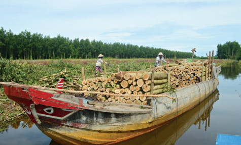 Thâm canh rừng, lợi sinh thêm lợi
