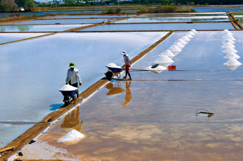 Mùa muối “ngọt”