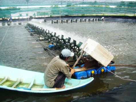Vụ tôm đầu năm trúng mùa, được giá