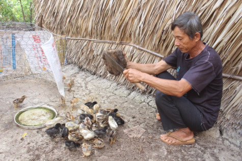 Thu nhập tăng nhờ nuôi thâm canh gà nòi thả vườn
