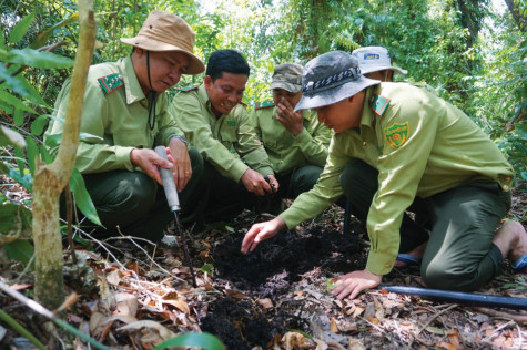 Dốc sức giữ rừng