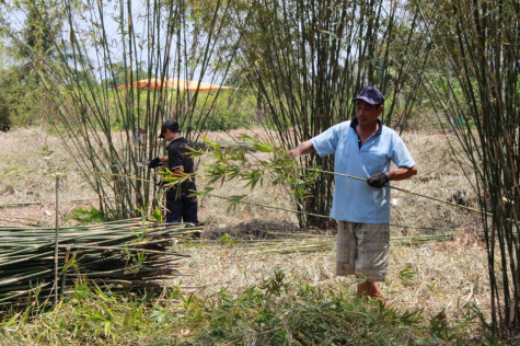 Cây trúc hồi sinh 