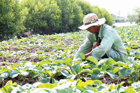 Định hướng cung - cầu để nâng cao giá trị rau màu
