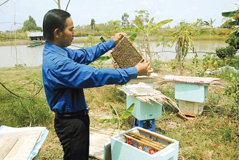 Nuôi ong ruồi trong thùng xốp: Chi phí thấp, dễ áp dụng