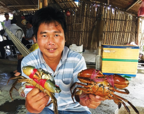 Cua thương phẩm 2 giai đoạn cho vùng nuôi kém hiệu quả