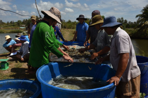 Bất cập giá tôm nguyên liệu