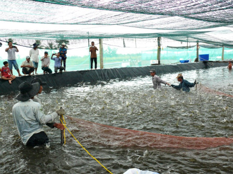 Cần hướng phát triển bền vững cho nuôi tôm siêu thâm canh