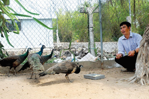 Nuôi đa con  cho thu nhập cao