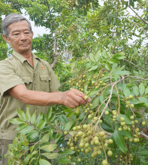Trái ngọt trên đất mặn